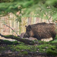 Choque entre Noruega y Suecia por los jabalíes: “Estudiamos una valla”