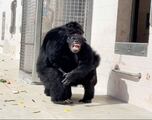 Watch this chimp’s reaction to seeing the sky for the first time in 28 years