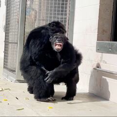 Watch this chimp’s reaction to seeing the sky for the first time in 28 years