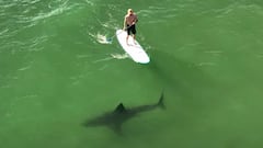 Un tibur&oacute;n blanco pasa por delante de una tabla de SUP y un surfista remando en California del sur, en abril del 2022. Grabado en dr&oacute;n. 