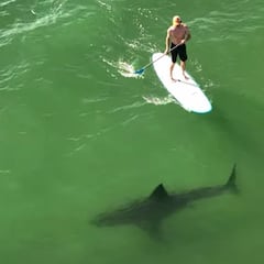 "Empieza la época de tiburones y estas escenas se multiplican"