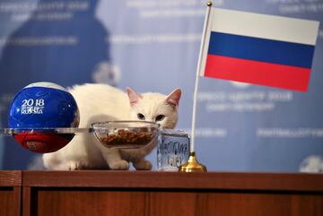 El gato Aquiles, uno de los cazaratones del Museo Hermitage de San Petesburgo, intenta predecir el resultado del partido inaugural del Mundial de Rusia 2018 y que enfrentará a la selección anfitriona, Rusia, contra Arabia Saudí. El pronóstico del felino es victoria de Rusia.