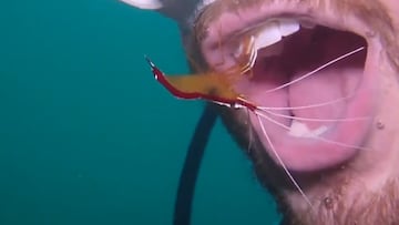 Camarón limpiando dientes de la boca de un buceador.