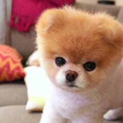 Muere Boo, considerado como el perrito más bonito del mundo