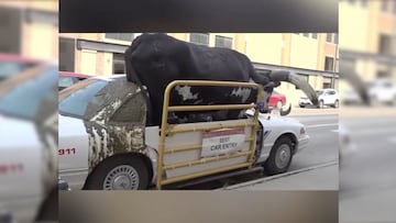 El video viral del conductor detenido por llevar un toro en su auto