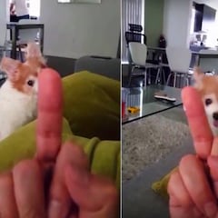 El perro que se vuelve loco si le hacen una "peineta"