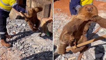 Viralizan lo que hace este perezoso cuando le desalojan de una obra: “Desde Harry Potter...”