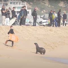 Un león marino agresivo siembra el pánico en The Wedge
