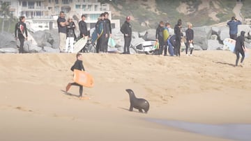 Le¨®n marino persiguiendo a bodyboarder en Newport Beach, California.