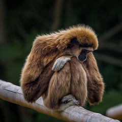 Japanese zoo solves mystery of the monkey who got pregnant despite living alone