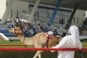 Se celebró en Dubai la Al Marmoom Heritage Festival, un acontecimiento que promueve el deporte tradicional de la carrera de camellos en la región. Los participantes lo hacen a través de un jinete robótico con control remoto. 