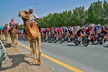 Un grupo de turistas sigue a un guía durante una excursión en camellos junto a la carretera por la que discurre el pelotón del UAE Tour. La imagen, tan inusual como peligrosa, se produjo ayer durante la quinta etapa de la carrera ciclista, de 160 kilómetros, entre la Universidad Americana y la Universidad Hamdan bin Mohammed Smart, en Dubai.