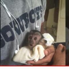 El mono de Dez Bryant enoja a la protectora de animales