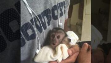 Dallas Bryant, el mono de Dez Bryant.