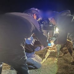 Capturado el perro que se fugó después del ataque mortal a la joven de Zamora