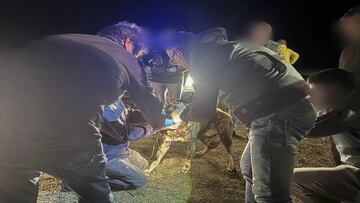 Capturado el perro que se fug¨® despu¨¦s del ataque mortal a la joven de Zamora