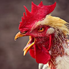 Muere un hombre de 67 años por un ataque de un gallo