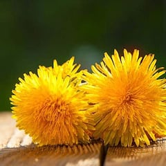 La infravalorada planta que se encuentra en toda España cuya raíz es clave para deshacerse de toxinas y perder peso