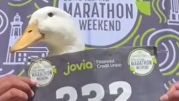 El pato Wrinkle vuelve a ser viral tras correr maratón en Nueva York