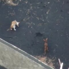 El rescate “a contrarreloj” de los cuatro perros atrapados por el volcán de La Palma