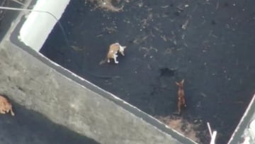El rescate “a contrarreloj” de los cuatro perros atrapados por el volcán de La Palma