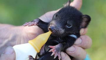 A Tasmanian devil joey is bottle fed in Australia in this undated handout image. Aussie Ark/Handout via REUTERS   ATTENTION EDITORS - THIS IMAGE HAS BEEN SUPPLIED BY A THIRD PARTY. MANDATORY CREDIT. NO RESALES. NO ARCHIVES.