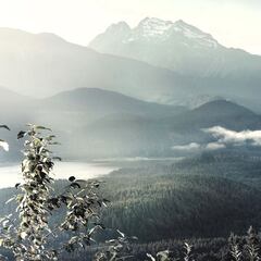 ¿Cómo ayudar a reducir la contaminación del aire con los bosques de México?