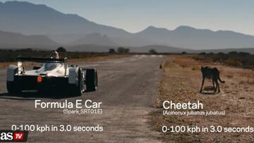 Formula E fights it out with cheetah: who wins?