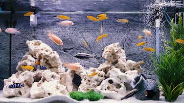 Aquarium with cichlids fish from lake malawi