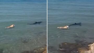 Heroic dog leaps into water to confront shark near shore