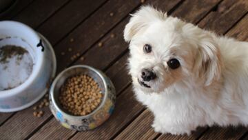 ¿Qué frutas y verduras pueden comer los perros y cuáles no?