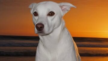 Sugar, el perro surfista