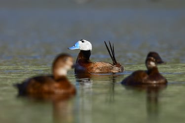 La malvasía cabeciblanca (Oxyura leucocephala) es un ave pequeña y rechoncha, su cola es larga y afilada cola y su voluminosa cabeza rematada en un robusto pico, de color pardo en las hembras y colorido en los machos, en la imagen de color azul. Generalmente es un ave migratoria, pero las malvasías ibéricas son fundamentalmente sedentarias, aunque realizan movimientos dispersivos durante el invierno. Estos desplazamientos las pueden llevar a zonas bastante retiradas de sus áreas de cría, como Madrid o Cantabria. En los años 70, la población se redujo a 600 especímenes adultos en España, tras un gran trabajo de conservación, se estima que actualmente hay entre 1.000 y 1.200 ejemplares, aunque mayor, el número es insuficiente paqra sacarlo de la lista de animales en peligro de extinción.