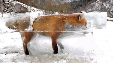 Zorro congelado a orillas del Danubio