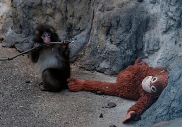 Desarrolló un fuerte apego a un peluche de orangután, que usa para dormir, jugar y sentirse seguro.