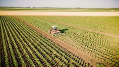 Ni jamón ibérico ni aceite de oliva, Dinamarca prepara un plan demoledor para el producto más exportado por Extremadura