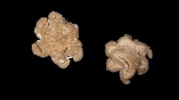 Hallazgo inédito en el fondo marino: encuentran una especie desconocida llamada ‘La Cosa’