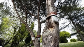 Cuidado si ves una bolsa de plástico en un árbol: peligro inminente