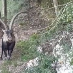 Se encuentra con todo un señor animal en Montserrat y en los comentarios nadie entiende lo que hace con el palo