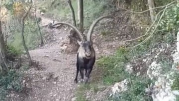 Se encuentra con todo un señor animal en Montserrat y en los comentarios nadie entiende lo que hace con el palo
