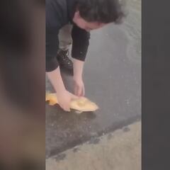 Encuentran un pez en plena calle de Talca y en TikTok reaccionan así: “¿A alguien le extraña?”