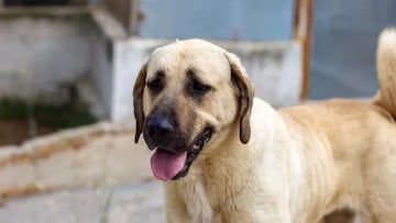 Danger in dog food: FDA announces recalls for popular dog food brand Salmonella risk