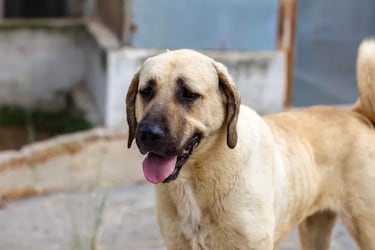 The largest dog breeds in the world: what are they and how big can they get?