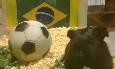 ?Cules fueron los otros animales orculo del Mundial? Tapir Manolo, Armadillo Norman, Gato Aquiles...