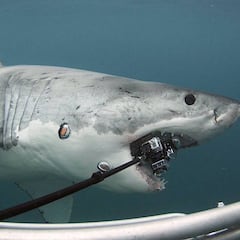 Un gran tiburón blanco ataca la cámara 360º de un buceador y este sale a recuperarla