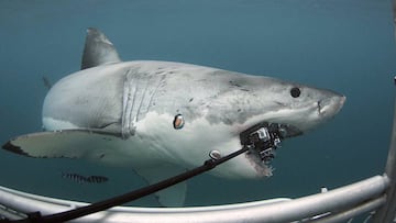 Un tiburón blanco ataca una cámara 360º de un buceador que le estaba grabando desde una jaula bajo el agua.