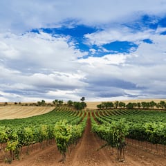 En Reino Unido señalan esta provincia interior de España como lugar ideal para el turismo: “Hay una catedral del vino”
