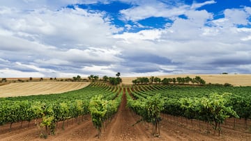 Despite the kiwi fruit often being associated with the country, another fruit leads the way in terms of most cultivated.