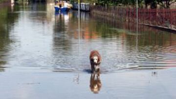 Un perro camina por una calle inundada en Bijeljina (Bosnia).