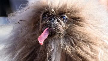 Wild Thang is an eight-year-old Pekingese whose appearance has led him to win the unenviable honor of being the world’s ugliest dog, along with $5,000.